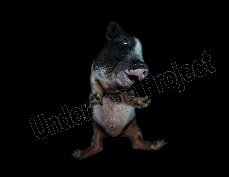 The Underdogs Project! A Project Designed To Help Raise Funds For Animal Welfare. Creative Photography To Get Your Attention! Please Help Your Animal Rescues! Www.underdogsproject.com