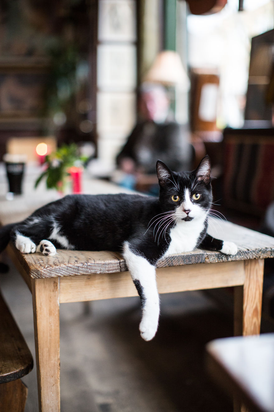 We Made A Book About Cats In London Pubs We Made A Book About Cats In London Pubs