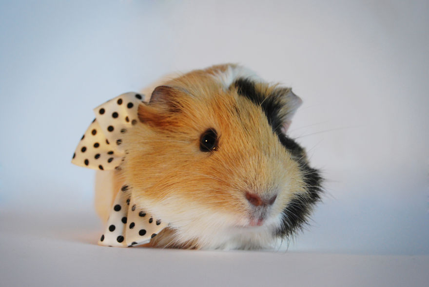 I Photographed My Pets In These Adorable Photoshoots