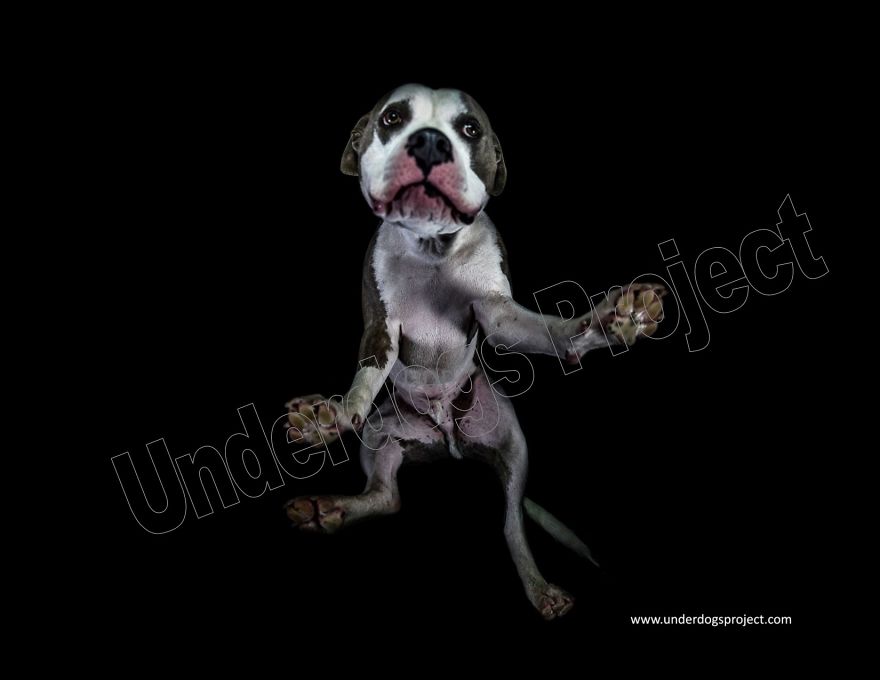 The Underdogs Project! A Project Designed To Help Raise Funds For Animal Welfare. Creative Photography To Get Your Attention! Please Help Your Animal Rescues! Www.underdogsproject.com