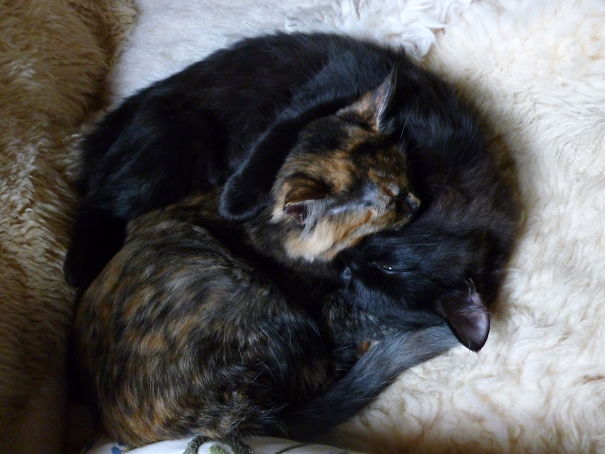 Kitty Yin Yang Swirl!