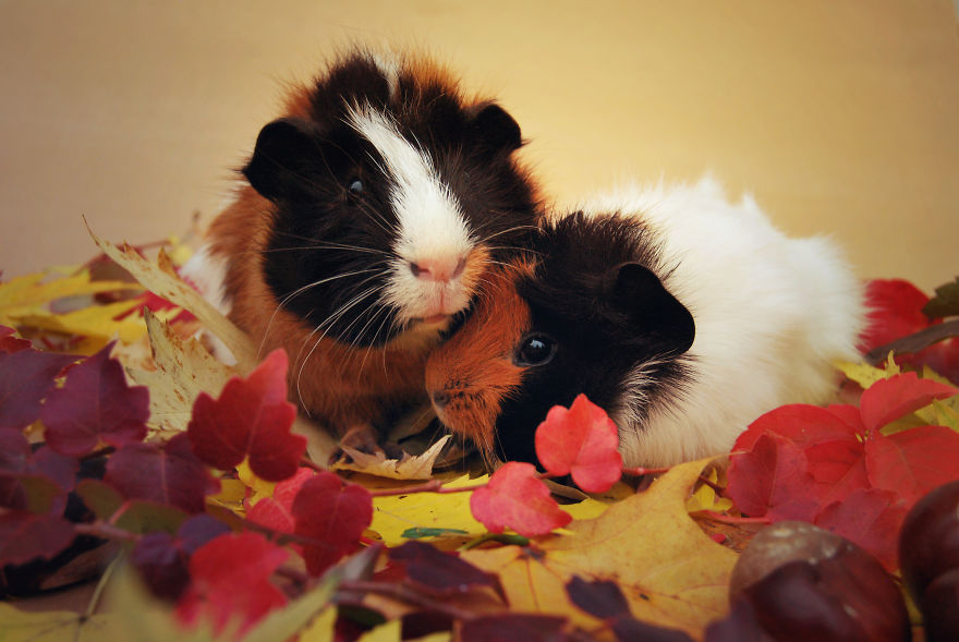 I Photographed My Pets In These Adorable Photoshoots