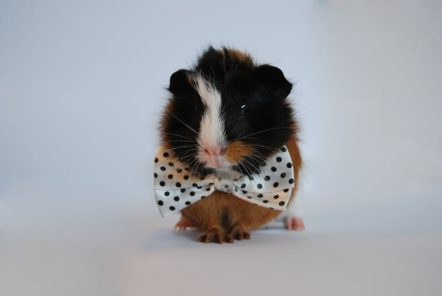 I Photographed My Pets In These Adorable Photoshoots