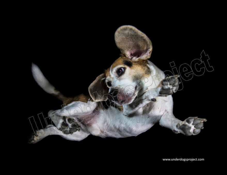 The Underdogs Project! A Project Designed To Help Raise Funds For Animal Welfare. Creative Photography To Get Your Attention! Please Help Your Animal Rescues! Www.underdogsproject.com The Underdogs Project! A Project Designed To Help Raise Funds For Animal Welfare. Creative Photography To Get Your Attention! Please Help Your Animal Rescues! Www.underdogsproject.com