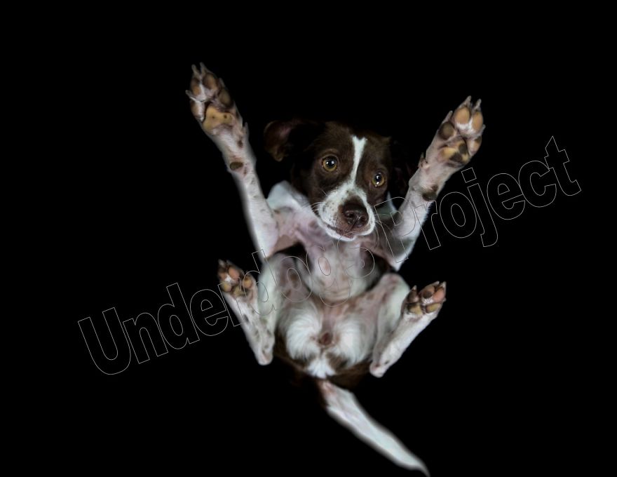 The Underdogs Project! A Project Designed To Help Raise Funds For Animal Welfare. Creative Photography To Get Your Attention! Please Help Your Animal Rescues! Www.underdogsproject.com
