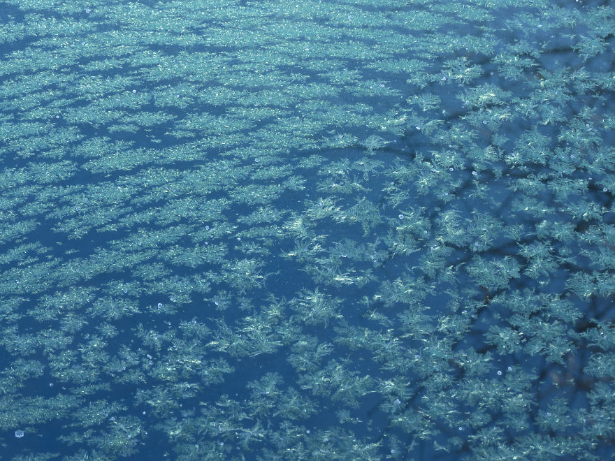 Before Scraping The Frost Off My Car On These Chilly Mornings, I Like To Stop And Appreciate Jack Frost's Delicate Artistry