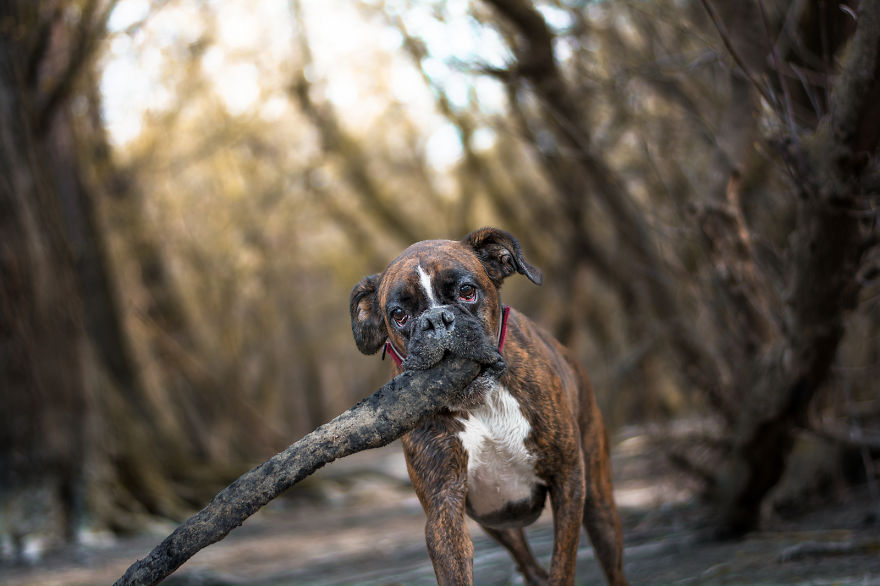I Capture My Boxer Dog Joyfull Expressions I Capture My Boxer Dog Joyfull Expressions