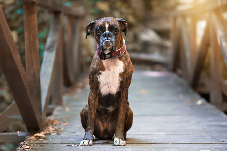 I Capture My Boxer Dog Joyfull Expressions I Capture My Boxer Dog Joyfull Expressions