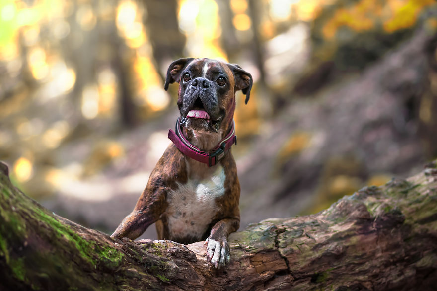 I Capture My Boxer Dog Joyfull Expressions I Capture My Boxer Dog Joyfull Expressions