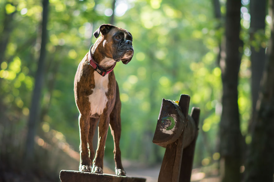 I Capture My Boxer Dog Joyfull Expressions I Capture My Boxer Dog Joyfull Expressions