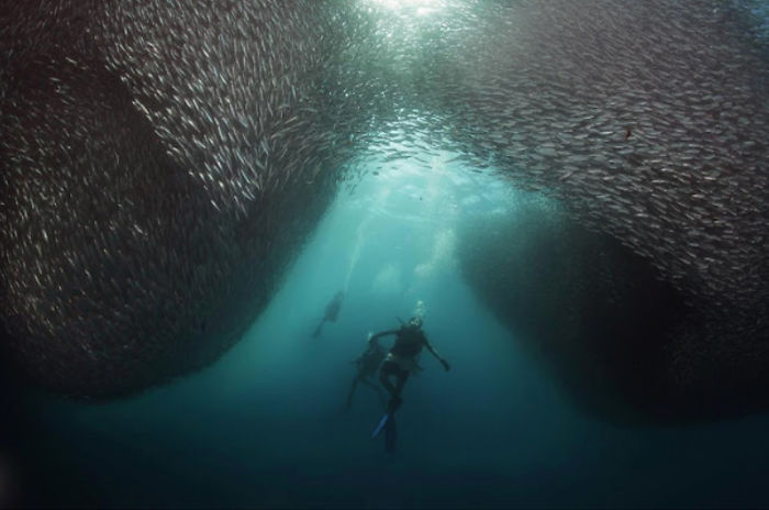 7 Years Ago, I Quit My Job And Shot Fish Full Time, Here Are 7 Of My Favorite Fish Pics