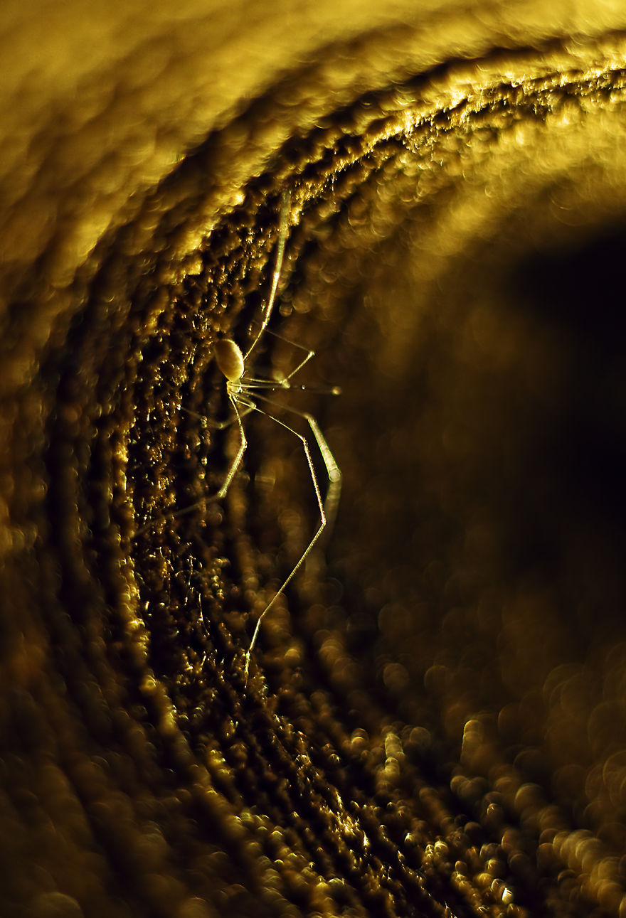 I Take Photos Of Spiders To Show Their Extraordinary Lives
