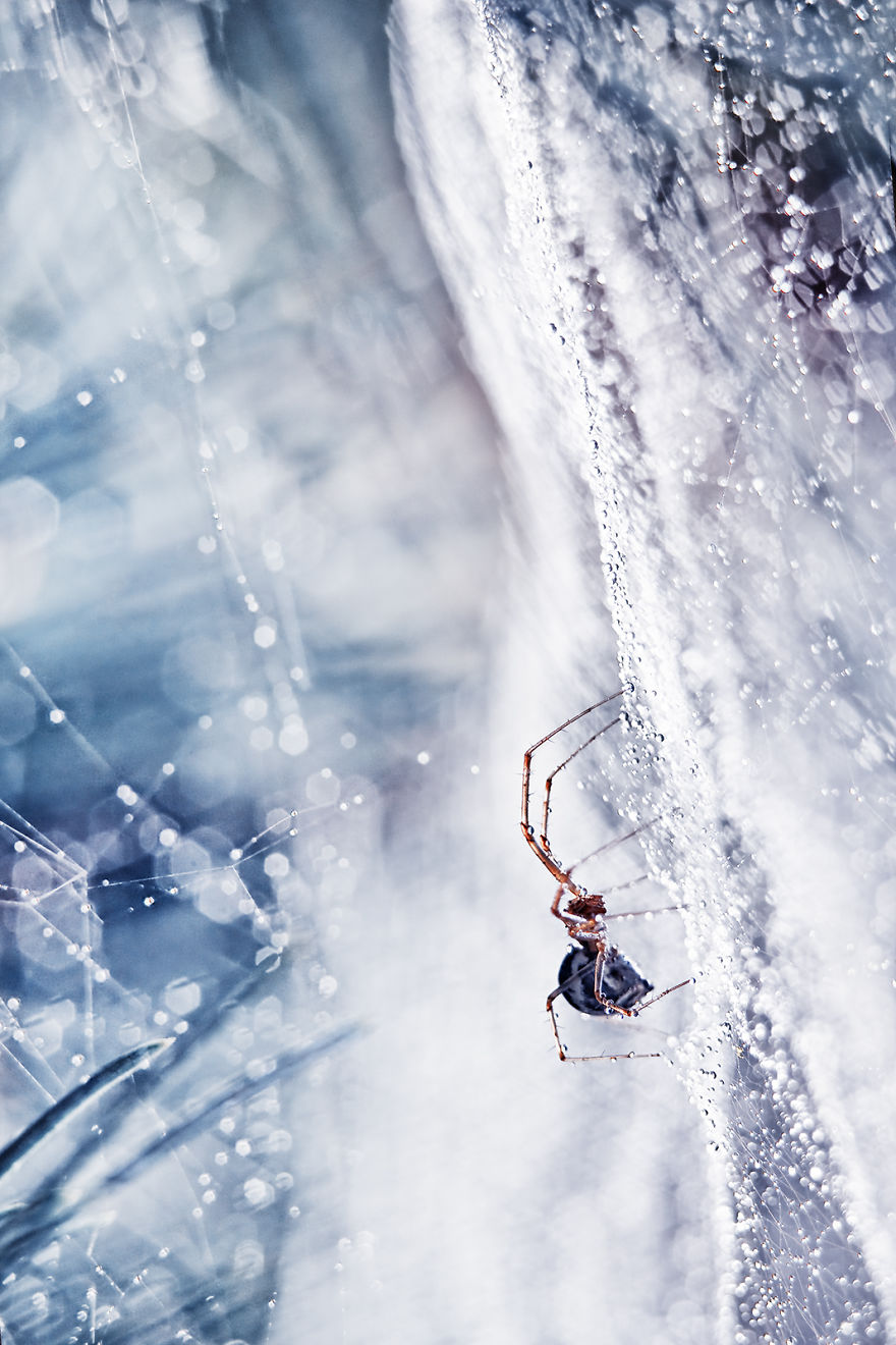 I Take Photos Of Spiders To Show Their Extraordinary Lives