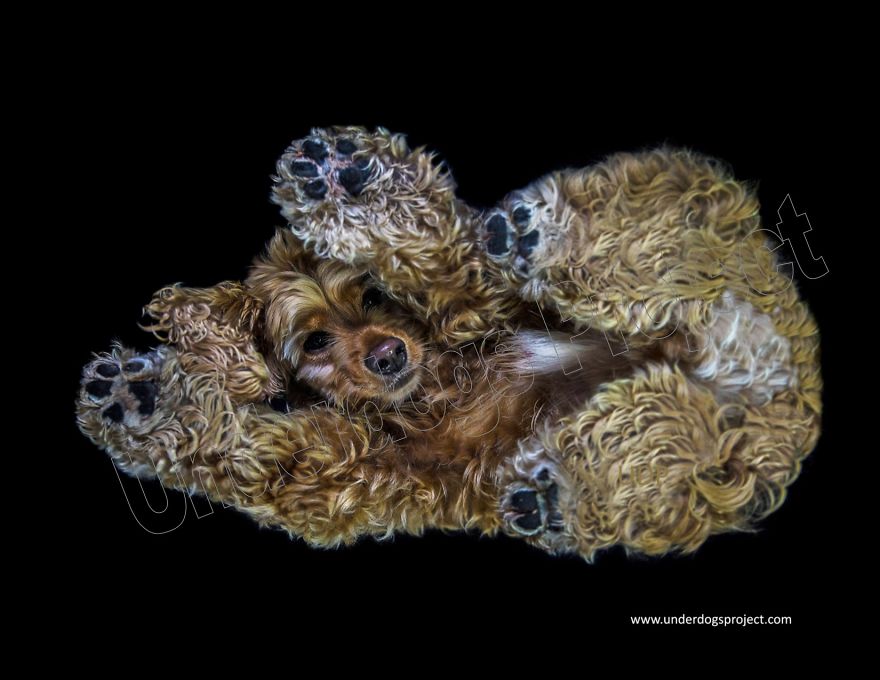 The Underdogs Project! A Project Designed To Help Raise Funds For Animal Welfare. Creative Photography To Get Your Attention! Please Help Your Animal Rescues! Www.underdogsproject.com The Underdogs Project! A Project Designed To Help Raise Funds For Animal Welfare. Creative Photography To Get Your Attention! Please Help Your Animal Rescues! Www.underdogsproject.com