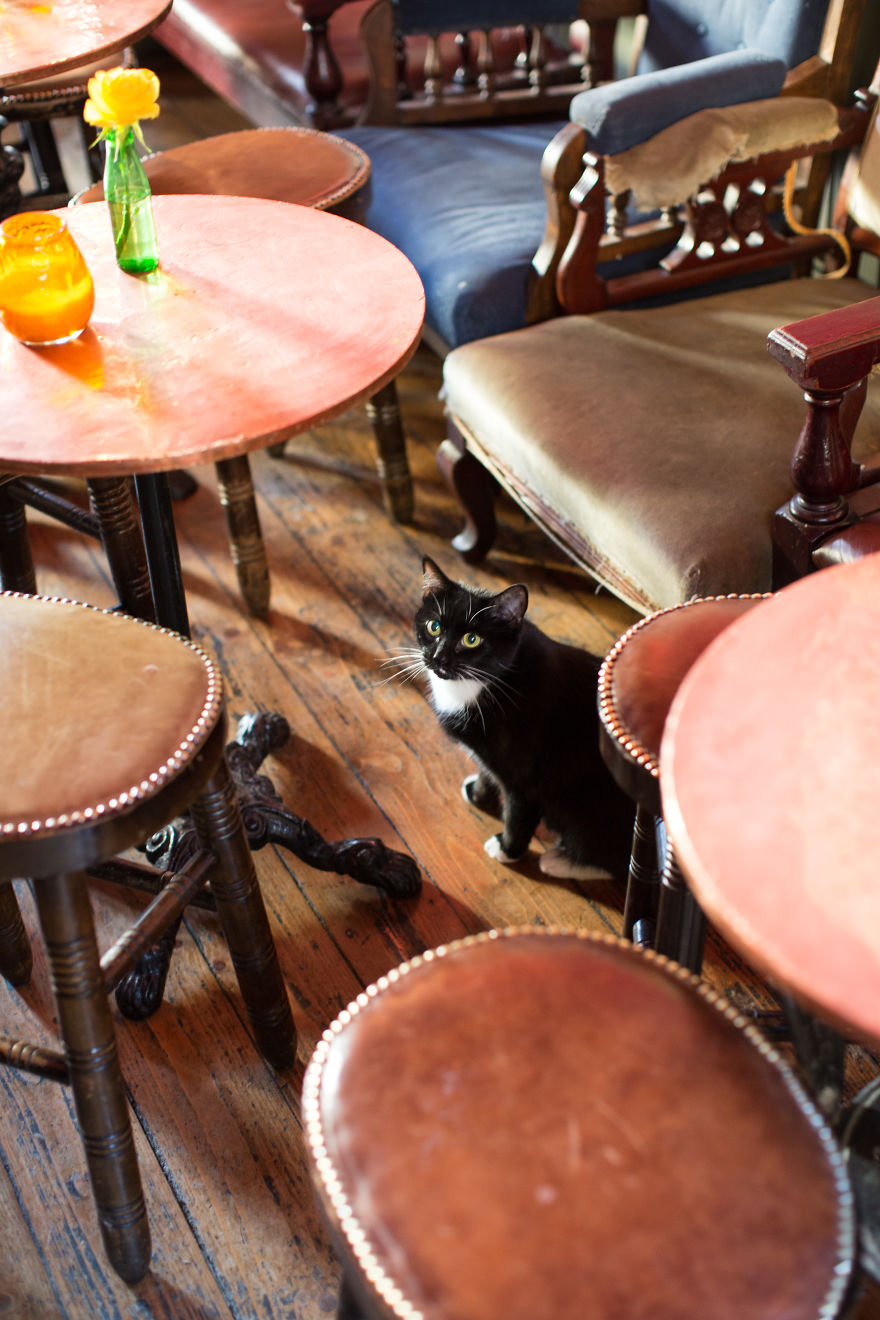We Made A Book About Cats In London Pubs