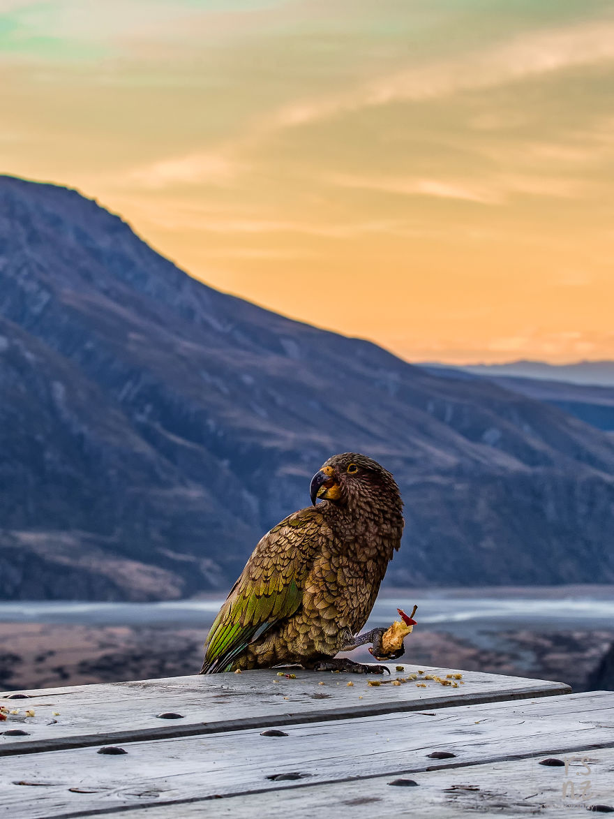 A Cheeky Kea, Nz's Alpine Parrot