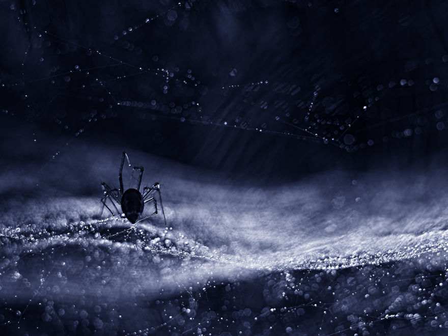 I Take Photos Of Spiders To Show Their Extraordinary Lives