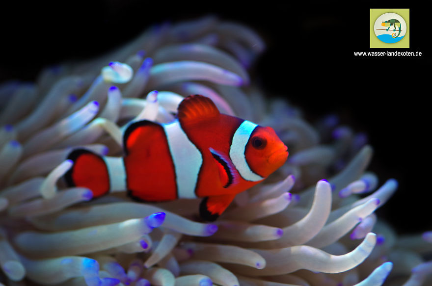 My Clownfish Loves To Cuddle His Anemone