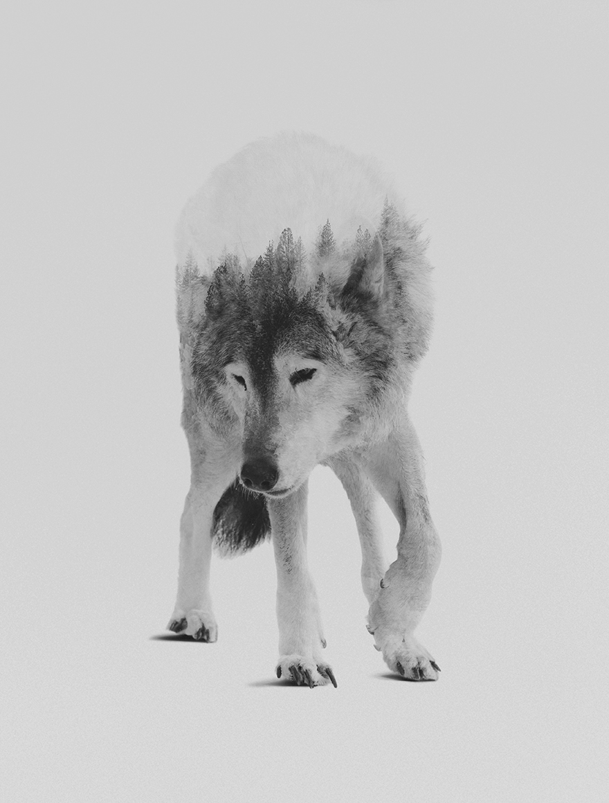 I Combine Animals And Landscapes In My Double Exposure Artwork