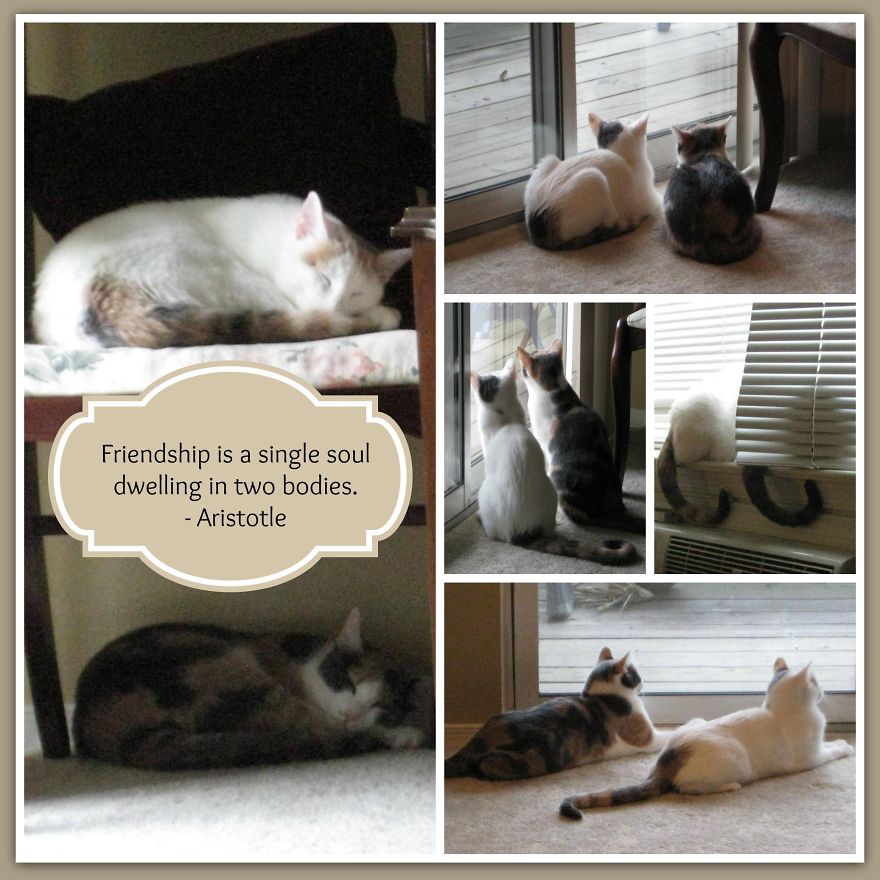 I Curate Art By & For Cat Lovers To Honor The Memory Of Callie, A Beautiful Soul I Curate Art By & For Cat Lovers To Honor The Memory Of Callie, A Beautiful Soul