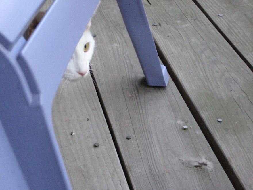 I Curate Art By & For Cat Lovers To Honor The Memory Of Callie, A Beautiful Soul I Curate Art By & For Cat Lovers To Honor The Memory Of Callie, A Beautiful Soul