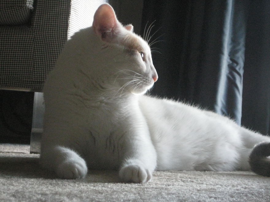 I Curate Art By & For Cat Lovers To Honor The Memory Of Callie, A Beautiful Soul I Curate Art By & For Cat Lovers To Honor The Memory Of Callie, A Beautiful Soul