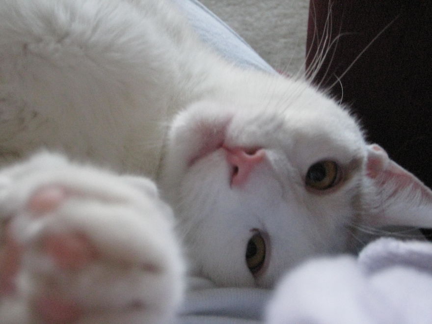 I Curate Art By & For Cat Lovers To Honor The Memory Of Callie, A Beautiful Soul