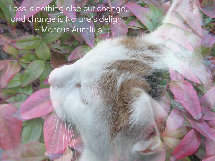 I Curate Art By & For Cat Lovers To Honor The Memory Of Callie, A Beautiful Soul I Curate Art By & For Cat Lovers To Honor The Memory Of Callie, A Beautiful Soul