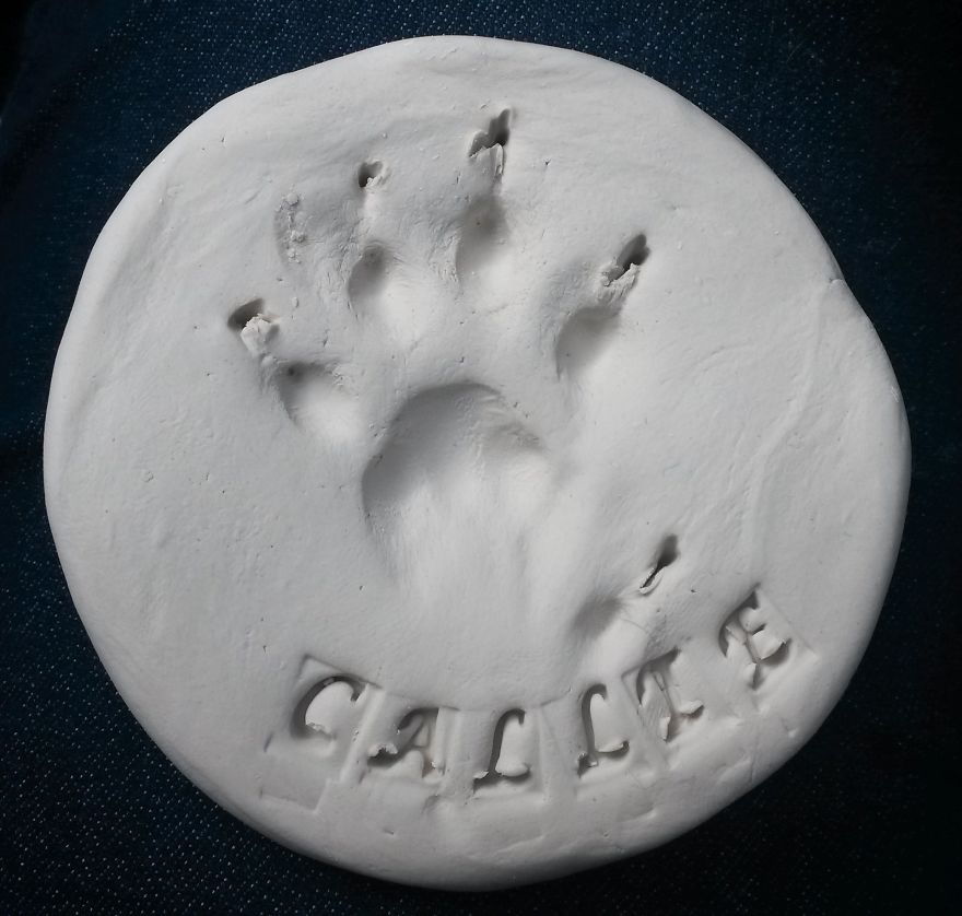 I Curate Art By & For Cat Lovers To Honor The Memory Of Callie, A Beautiful Soul I Curate Art By & For Cat Lovers To Honor The Memory Of Callie, A Beautiful Soul