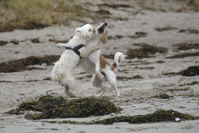 Oh, Nicht Schon Wieder..