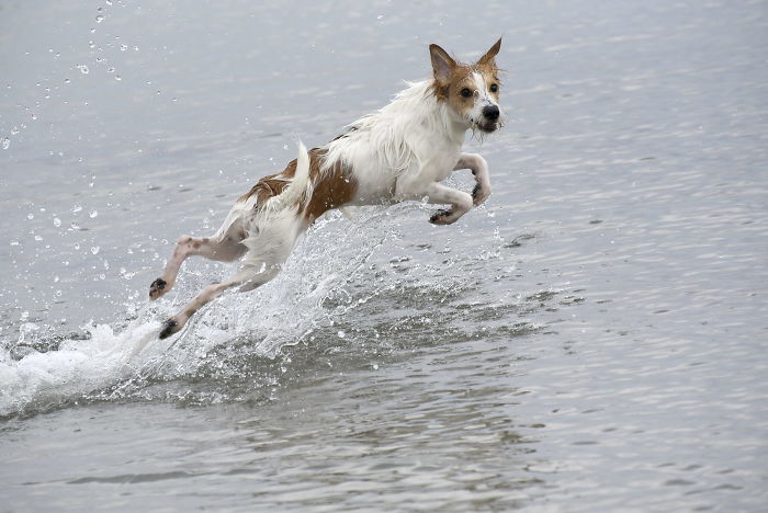 Schau Mal, Wie Ich Springen Kann..