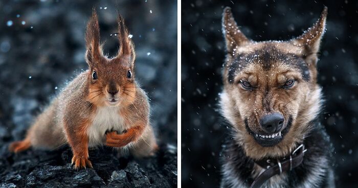 35 Stunning Animal Portraits By Ukrainian Photographer Sergey Polyushko