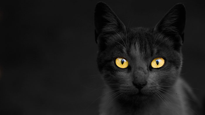 animal-shelter-free-adoption-cats-black-friday-7