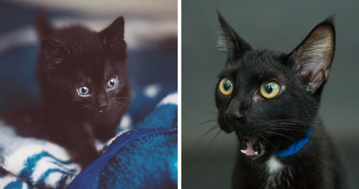 Seattle Animal Shelter Offers Free Black Cat Adoption This Black Friday