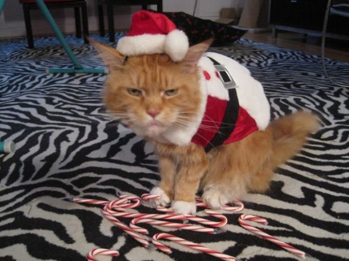 My Cat Loves Christmas