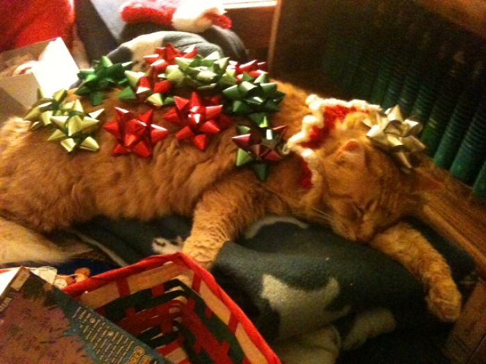 Christmas Cat