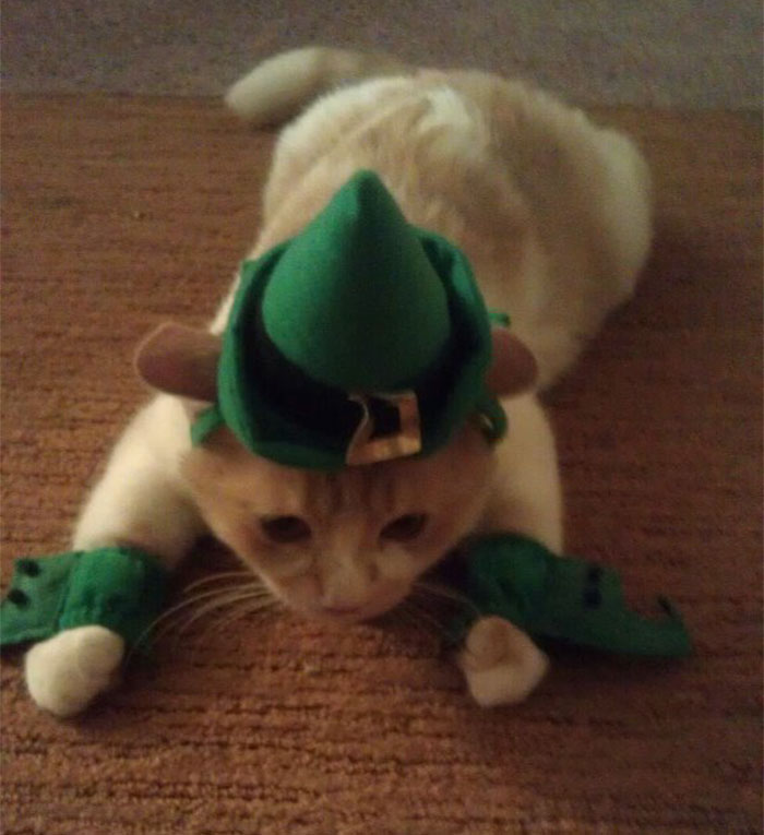 Crap. My Cake Day Is Christmas. He's My Cat As An Elf