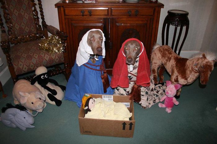 So My Friends Parents Recreated The Nativity Scene...