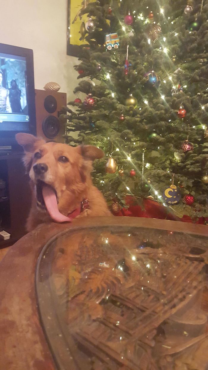 My Attempt At A Cute Christmas Picture Of My 13 Year Old Chow Mix, Samwise