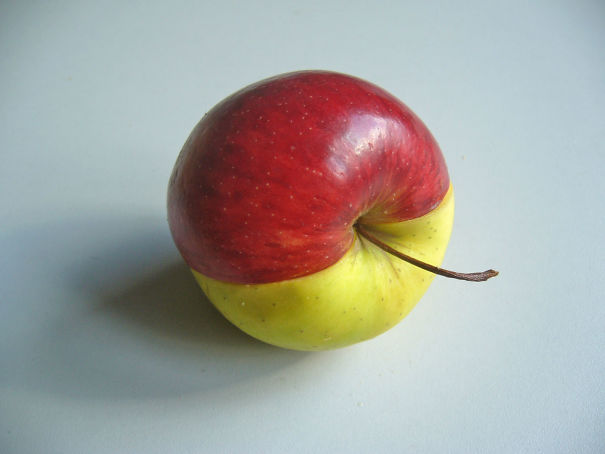 A perfectly symmetrical apple with red and yellow halves, satisfying every perfectionist’s soul.