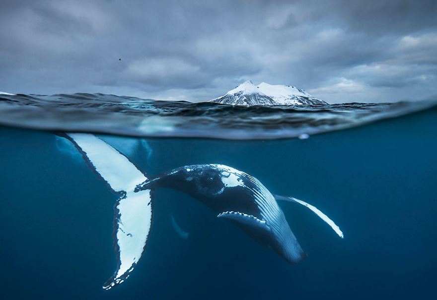 Arctic Whales