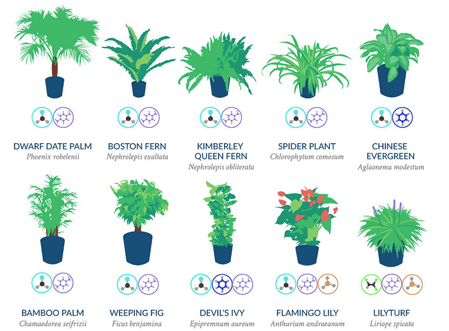 best-air-filtering-houseplants-nasa-3 best-air-filtering-houseplants-nasa-3
