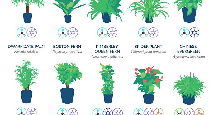 NASA Reveals A List Of The Best Air-Cleaning Plants For Your Home