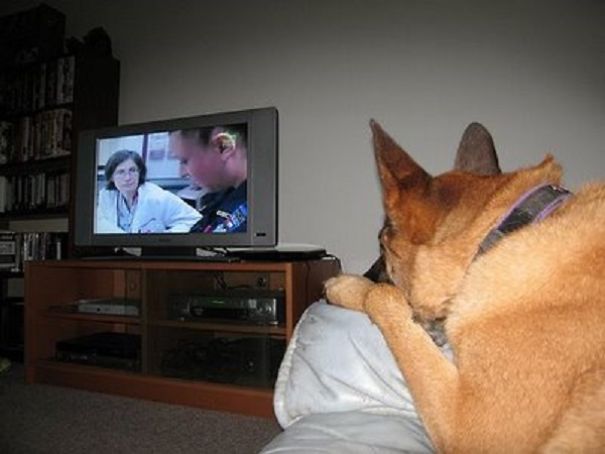 big-dog-watching-TV-582b21563bf16.jpg