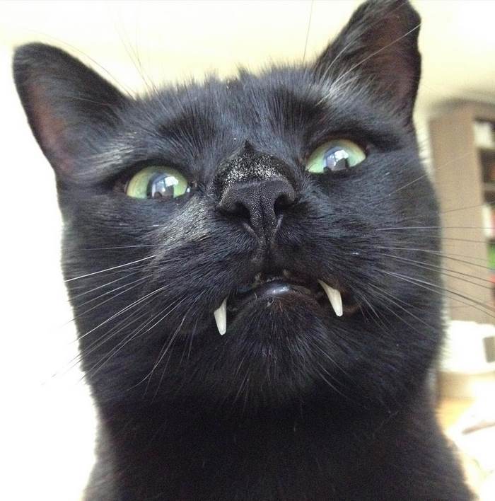 black-cat-vampire-teeth-monkey-18 black-cat-vampire-teeth-monkey-18