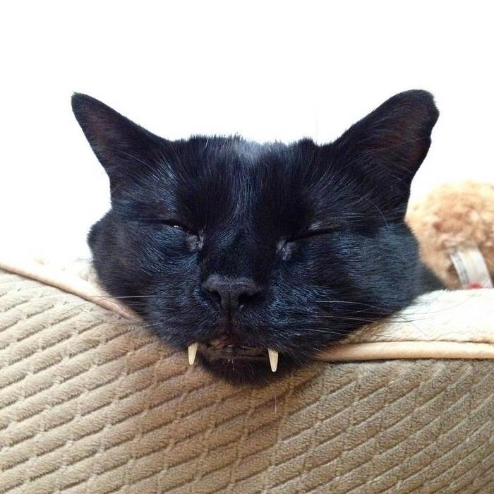 black-cat-vampire-teeth-monkey-4 black-cat-vampire-teeth-monkey-4