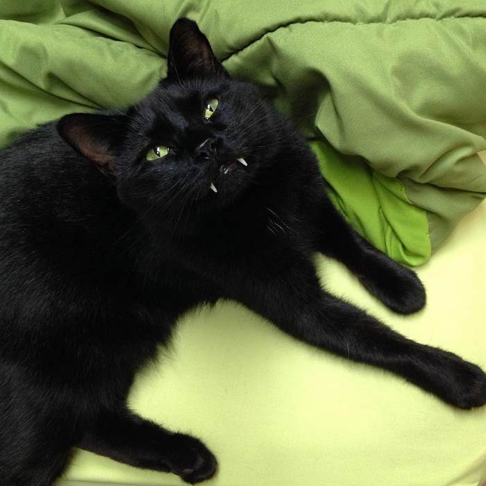 black-cat-vampire-teeth-monkey-6 black-cat-vampire-teeth-monkey-6