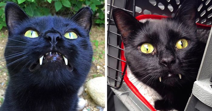 Woman Gets Surprised When Her Rescue Cat Turned Out to Be A “Vampire”