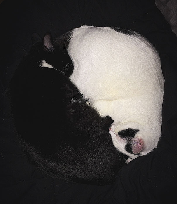 My Sweet Yin Yang Kitties