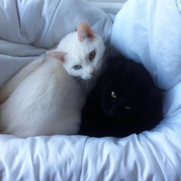 Black And White Cats